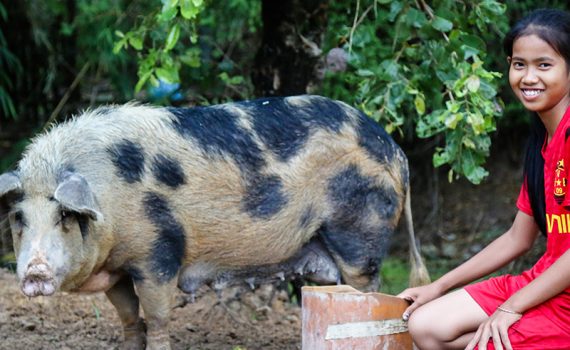 Donations in Action -  Pigs, Guatemala