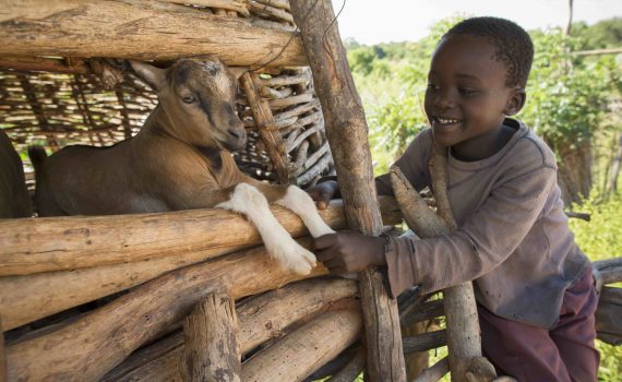 Donations in Action - Goats, Zambia