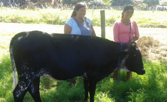 The life-changing gift of a cow