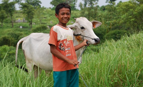 Donations in Action - Cow, Indonesia
