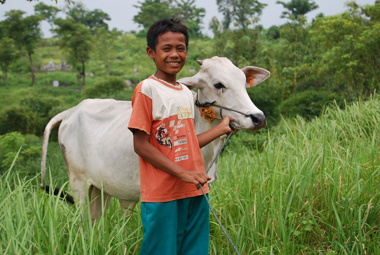 Donations in Action - Cow, Indonesia - ChildFund Australia