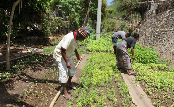 Sustainable gardens helping livelihoods grow